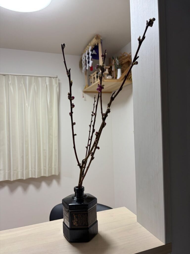 梅の木