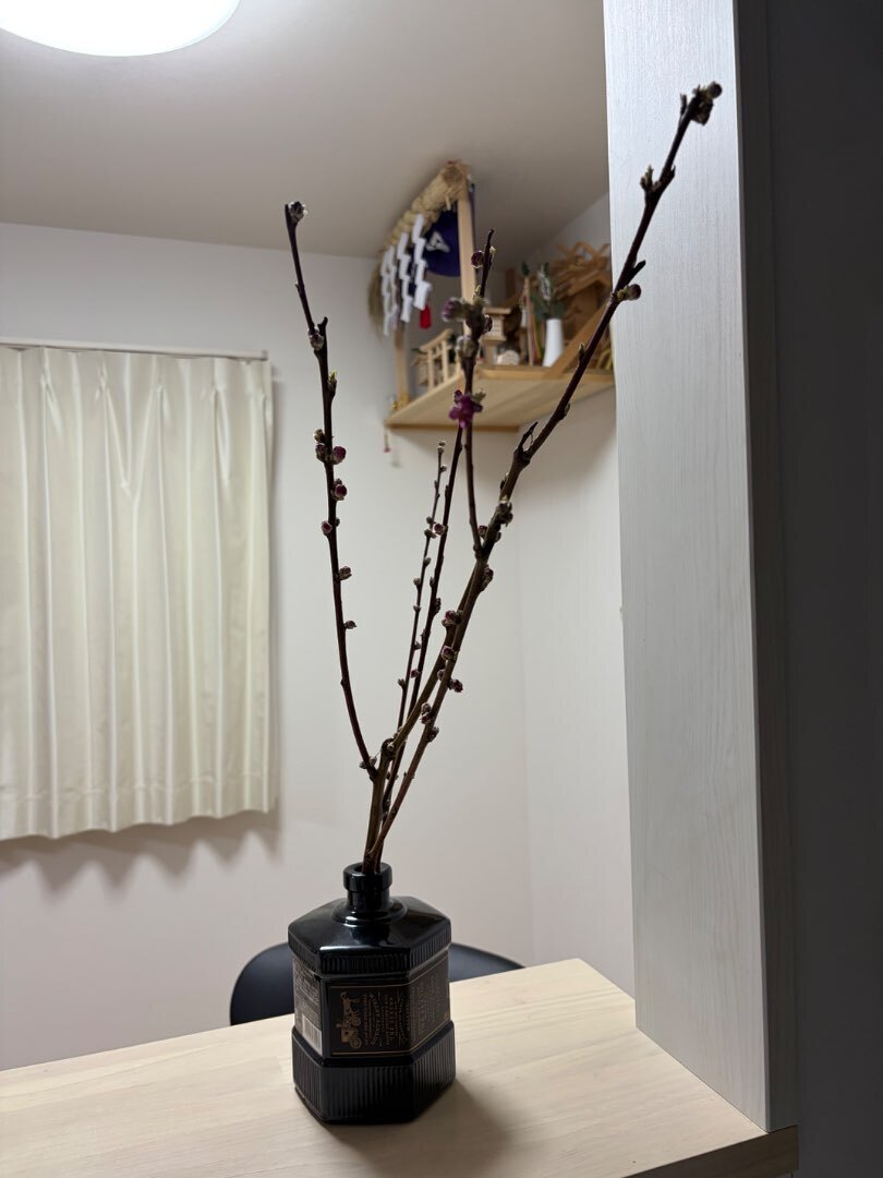 梅の木